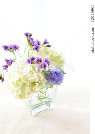 Arrangement of Vivanum and Gilia 22059963