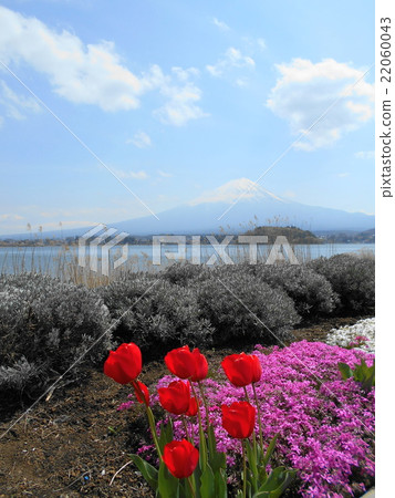 從大石公園看到的富士山 22060043