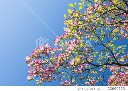 Season's dogwood Season's dogwood 22060513