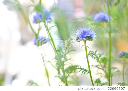 Gilia Capitata 22060607