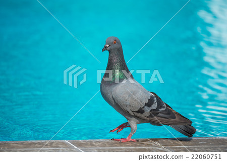 bird, birds, fowls 22060751