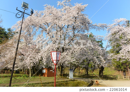 Hirosaki Park in the period of Sakura Bloom 22061014