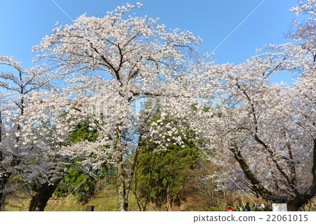 Hirosaki Park in the period of Sakura Bloom 22061015