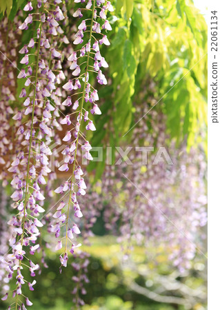  紫藤花 22061134