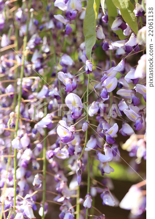  紫藤花 22061138