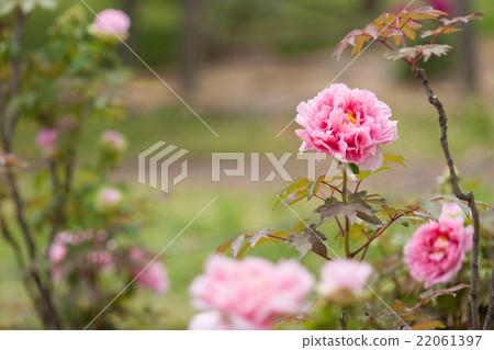 Button Button 22061397