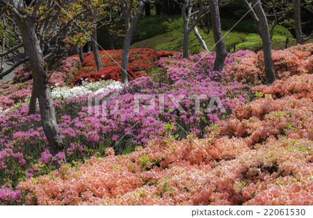 Japanese garden at Expo '70 Commemorative Park where colorful azaleas bloom Japanese garden at Expo '70 Commemorative Park where colorful azaleas bloom 22061530