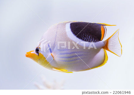 Seagro butterfly Chaetodon ephippium Seagro butterfly Chaetodon ephippium 22061946