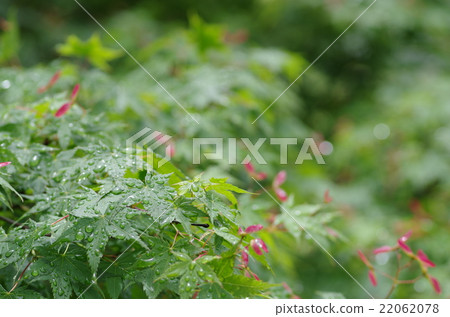 雨天楓 雨天楓 22062078