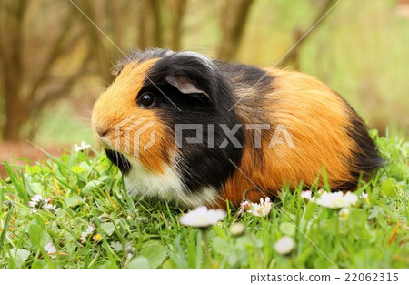 Brown guinea pig Brown guinea pig 22062315