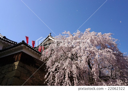 Sanada Maru Motoshiro Cherry Blossom Spring Shinshu Ueda Castle (Sanada castle) 22062322