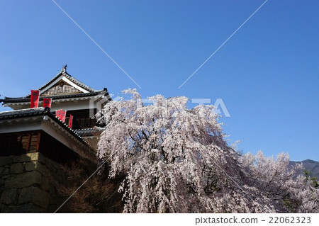 Sanada Maru Motoshiro Cherry Blossom Spring Shinshu Ueda Castle (Sanada castle) 22062323