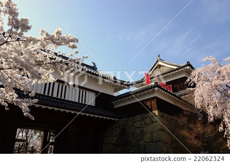 真田丸丸Motoshiro櫻花春天信州上田城（真田城堡） 22062324