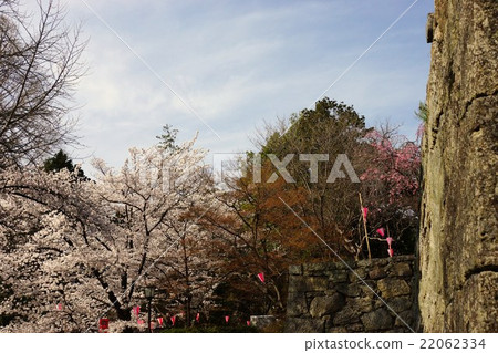 真田丸丸Motoshiro櫻花春天信州上田城(真田城堡) 真田丸丸Motoshiro櫻花春天信州上田城(真田城堡) 22062334
