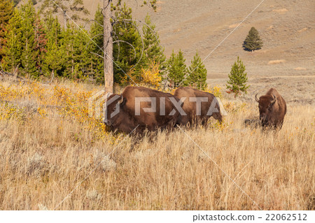 Bison 22062512