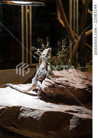 Leguan portrait  22063144