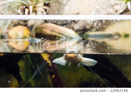 Four-eyed fish 22063146