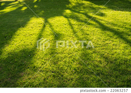 Tree shadow on short green grass in spring 22063257