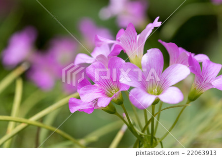 Murasaki Kabaki 22063913