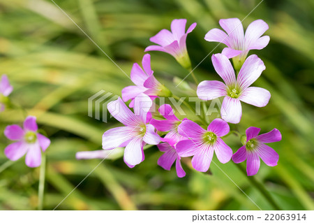 Murasaki Kabaki 22063914