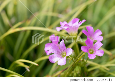 Murasaki Kabaki 22063915