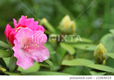 西部杜鵑花和雨滴 西部杜鵑花和雨滴 22064019
