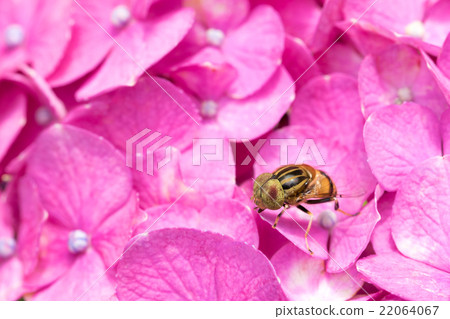 Kigoshishana 22064067