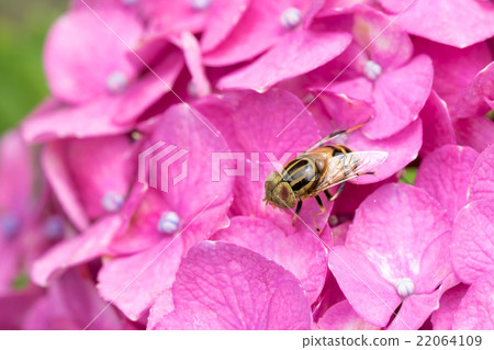 Kigoshishana 22064109