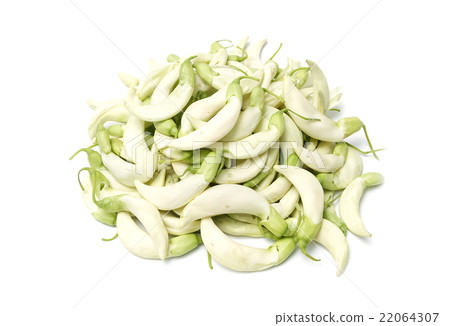 White Agasta,Vegetable Humming Bird Sesban Agasta, 22064307