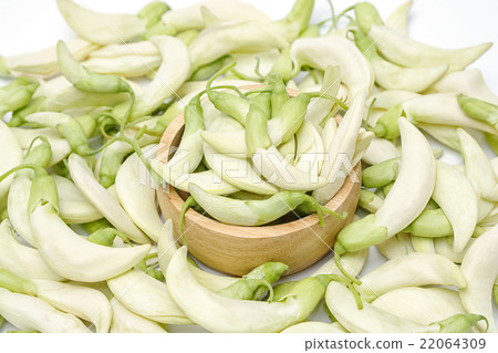 White Agasta,Vegetable Humming Bird Sesban Agasta, 22064309