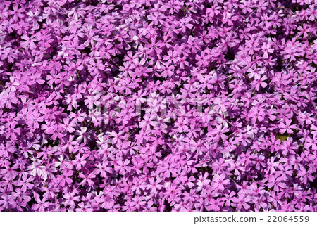 薄荷櫻桃樹 薄荷櫻桃樹 22064559