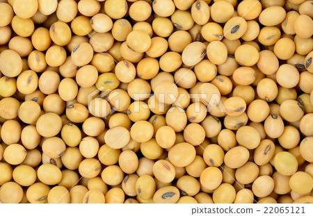 soy bean pattern as background soy bean pattern as background 22065121