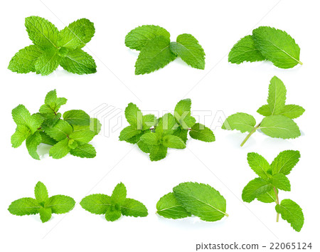 Fresh mint isolated on the white background 22065124