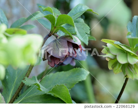 Black Christmas rose 22068129