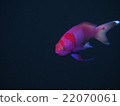 Violet Naga Hananai 22070061