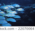 A group of shimaji 22070064
