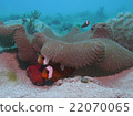 My home of a toeaca anemone 22070065