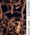 Pygmy Sea Hose 22070066