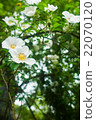 Rose of the shade 22070120