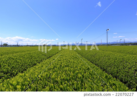 Producing area of Sayama tea Producing area of Sayama tea 22070227