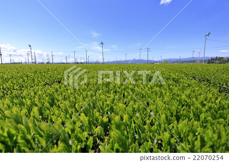 Producing area of Sayama tea 22070254