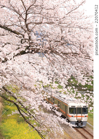 Sakura and Gotemba line in Yamakita 22070412