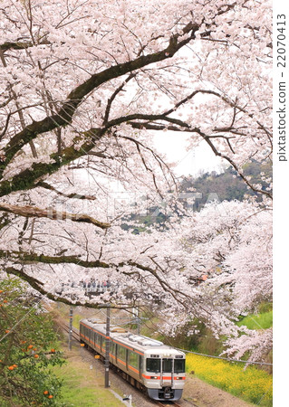 Yamakita的Sakura和御殿場線 Yamakita的Sakura和御殿場線 22070413