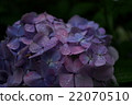 Blue hydrangea 22070510