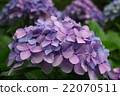 Purple hydrangea 22070511
