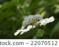 White hydrangea 22070512