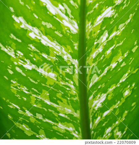 Beautiful green leaves as background 22070809