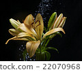 Lily and water 22070968