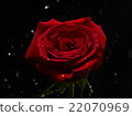Rose and water 22070969