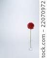 Carnation  22070972